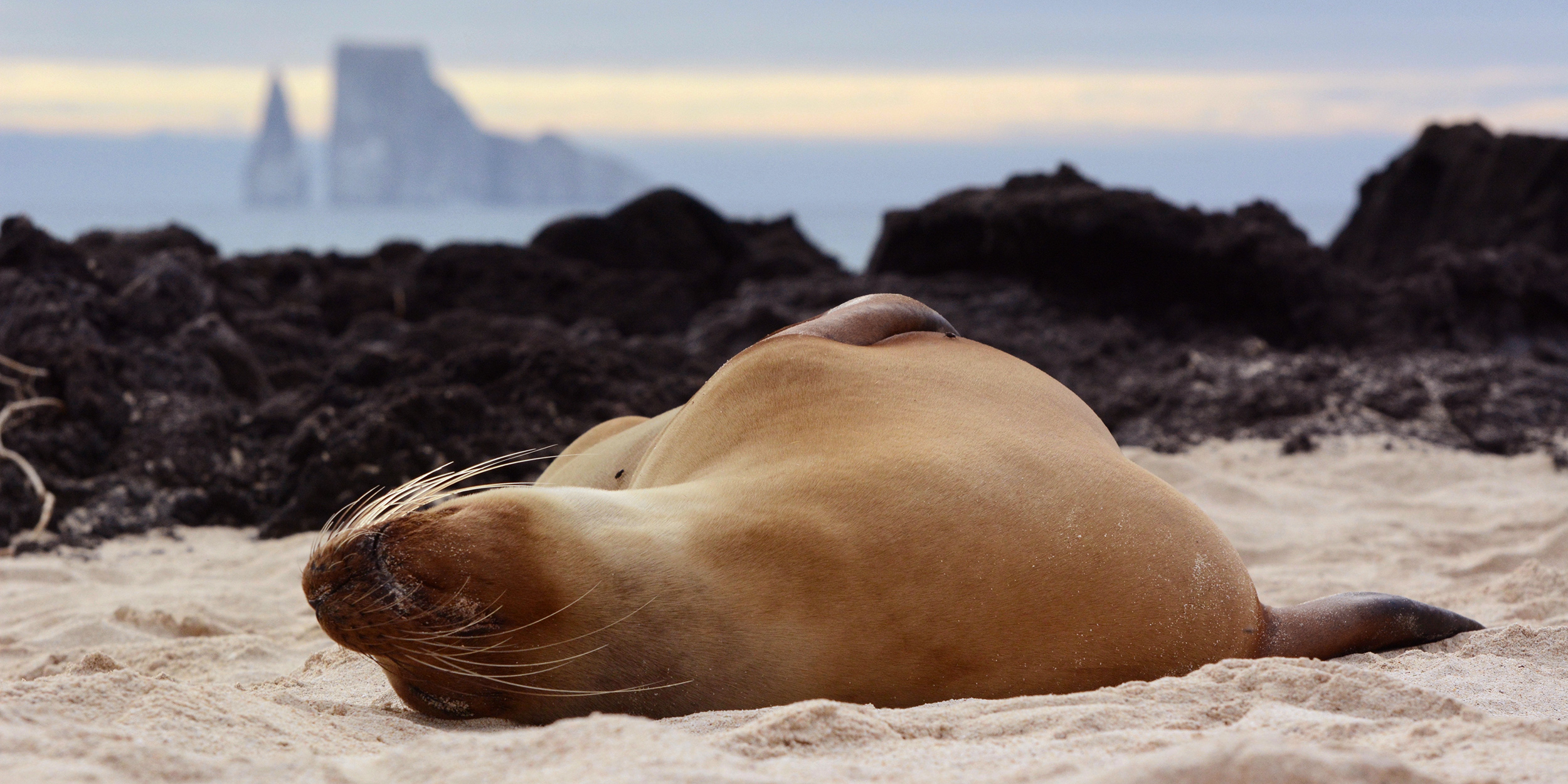 galapagos-island-seal-sea-lion-ecuador-beach