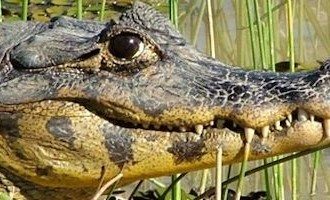 Amazon_Alligator