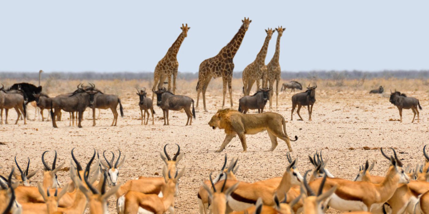 Animals-Namibia
