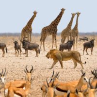 Animals-Namibia