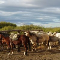 Argentina-Horses