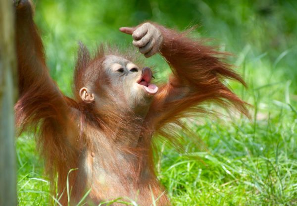 Baby-orangutan