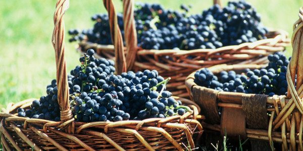 Baskets-of-Grapes-Uruguay