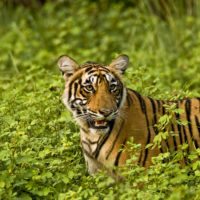 Bengal-Tiger-India