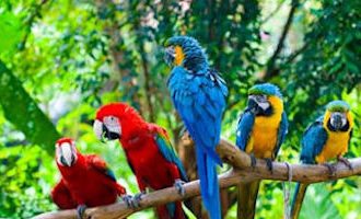 Birdwatching-Soberania-Panama