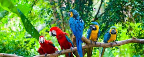 Birdwatching-Soberania-Panama