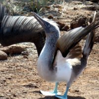 Blue-footed-booby-galapagos