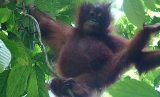 Orangutan-baby-borneo-malyasia