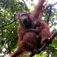 orangutan-island-malaysia