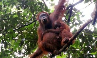 orangutan-island-malaysia