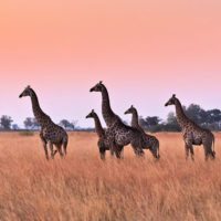 Botswana_Giraffe