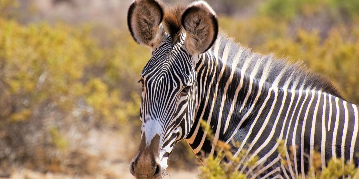 Botswana_Grevys_Zebra