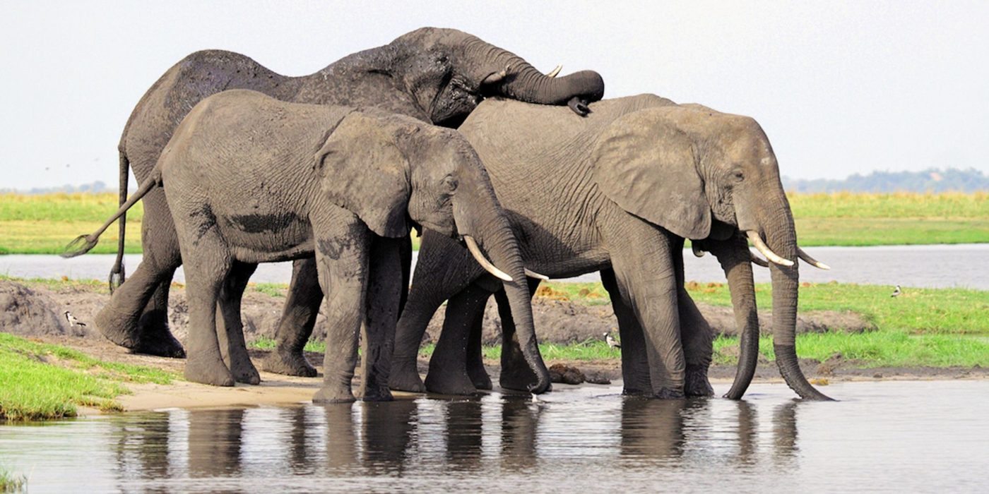 Botswana_elephants_Chobepark