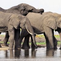 Botswana_elephants_Chobepark