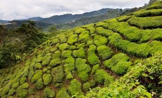 cameron-tea-plantation-malaysia