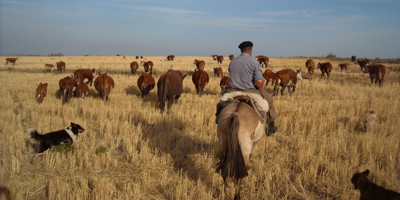 Cattle-Finca-Piedra-Uruguay