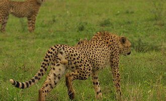 Cheetah-south-africa