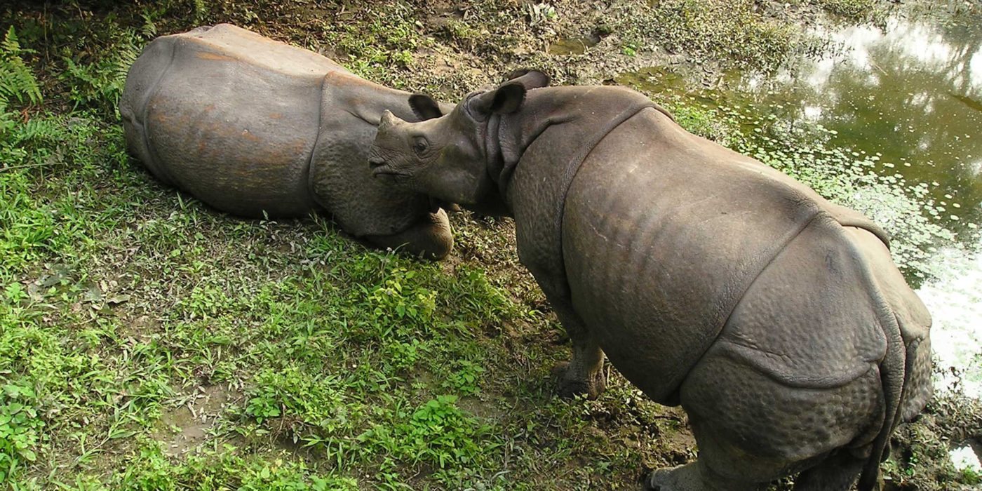 Chitwan-nepal-rhino-kiss
