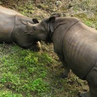 Chitwan-nepal-rhino-kiss