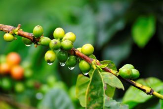 Coffee-plant-rain-Colombia