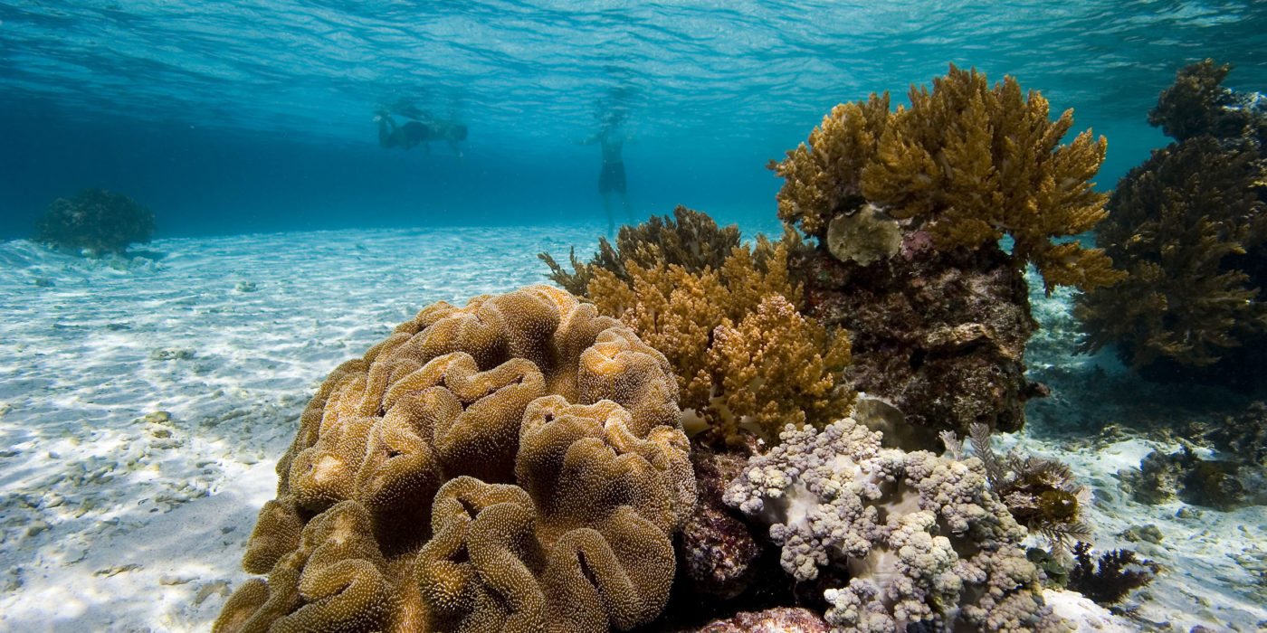Coral-reef-komodo-indonesia