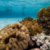 Coral-reef-komodo-indonesia