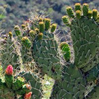 Ecuador-Cactus
