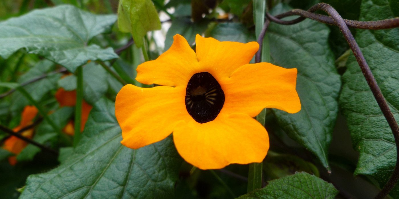Ecuador-Flower