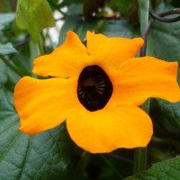 Ecuador-Flower