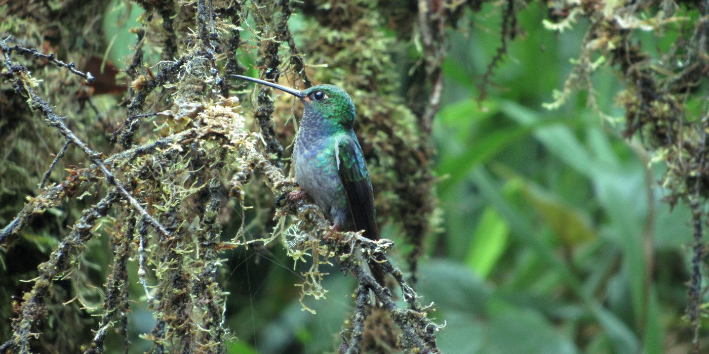 Ecuador-Hummingbird