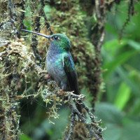 Ecuador-Hummingbird