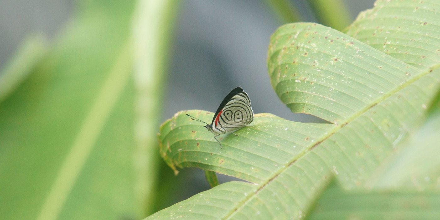 Ecuador-butterfly