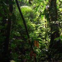 Ecuador-jungle