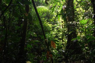 Ecuador-jungle
