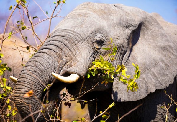 Elephant-south-africa
