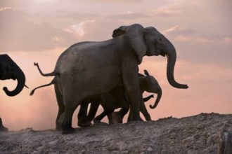 Elephants-with-young-on-banks-of-Luangwa-River-at-dusk