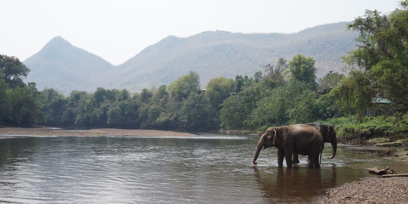 Elephants_bathing_Thailand