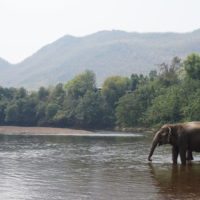 Elephants_bathing_Thailand