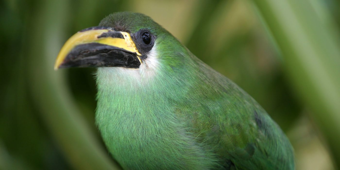 Emerald-Toucanet-Aulacorhynchus-prasinus-Nicaragua
