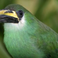 Emerald-Toucanet-Aulacorhynchus-prasinus-Nicaragua