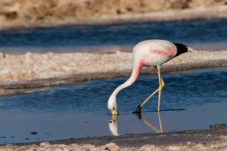 Flamingo_in_the_Atacama