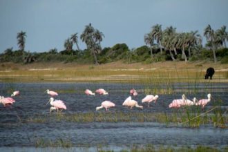 Flamingos-Laguna-Negra-Uruguay