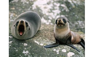 Fur_Seals_Ecuador