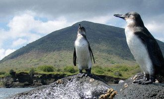 Galapagos-Penguins-Ecuador