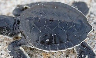 Galapagos_Baby_Sea_Turtle