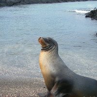 Galapagos-Ecuador-Seal