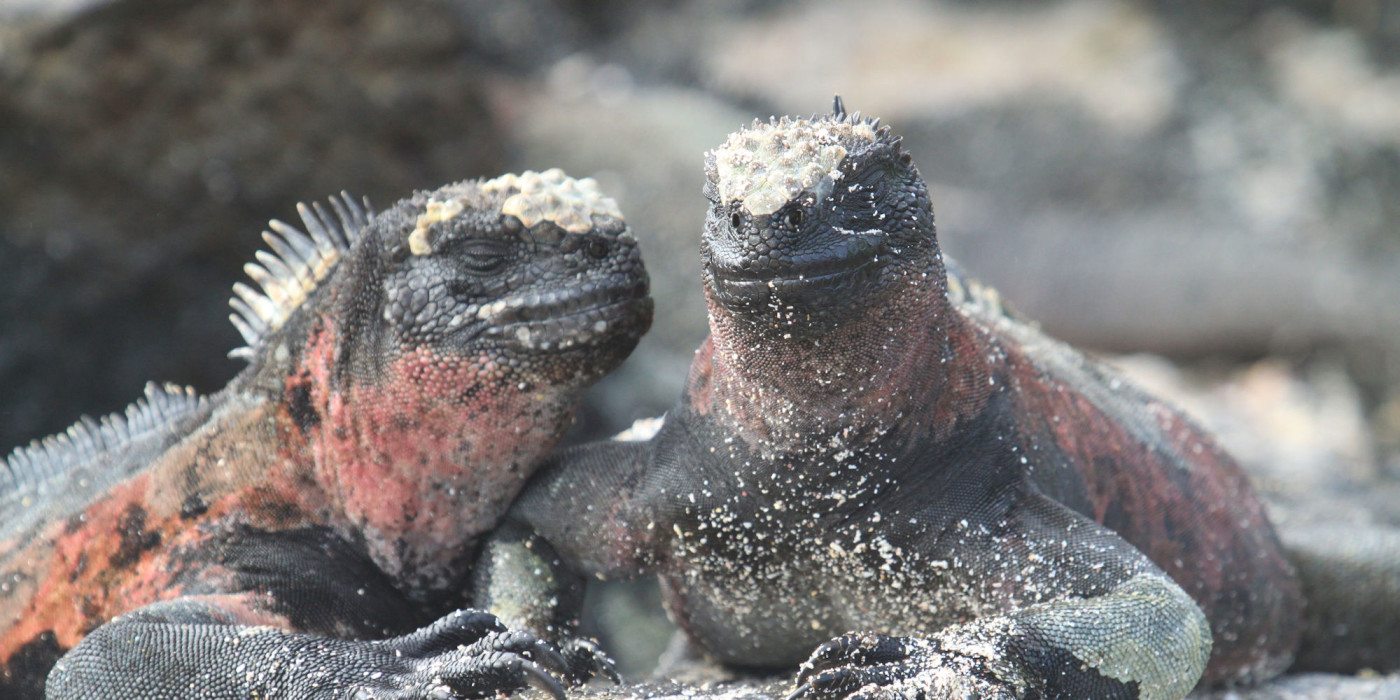Galapagos-Marine-iguanas