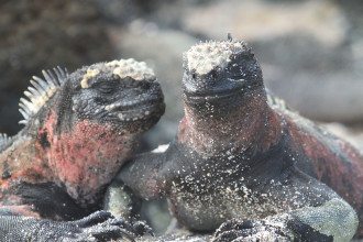 Galapagos-Marine-iguanas