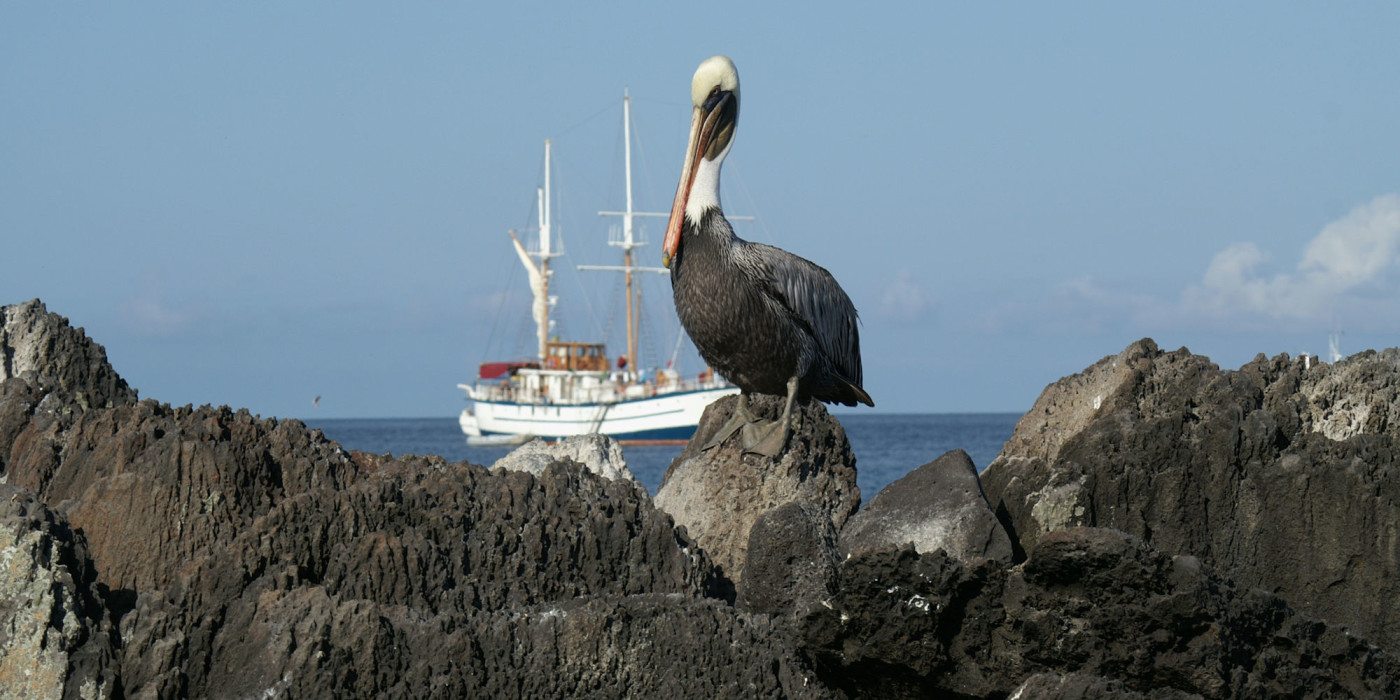 Galapagos-Pelican-Ecuador