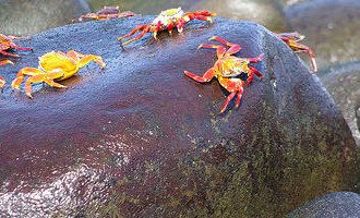 Galapagos_Rock_Crabs_Ecuador